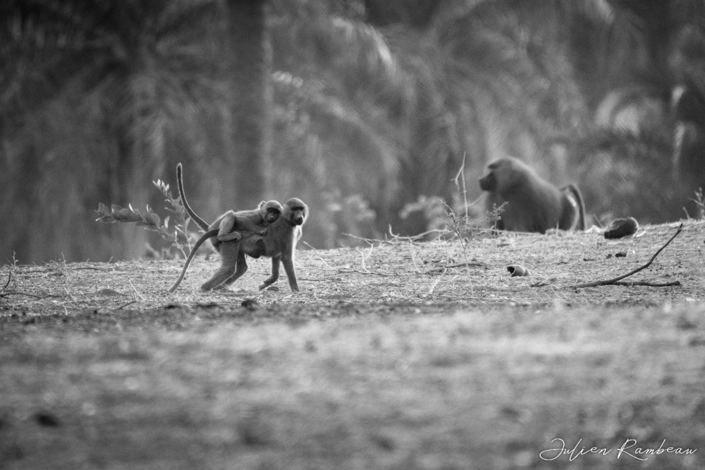 Picture for Nature&nbsp;2022