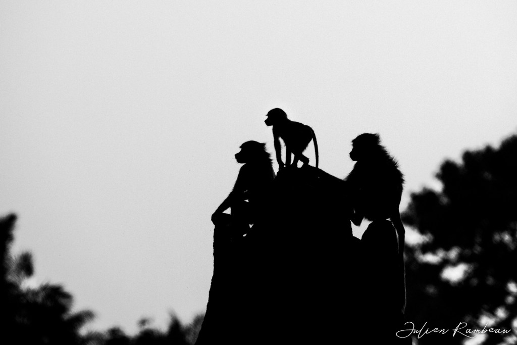 Picture for Nature&nbsp;2023